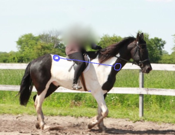 Hocus compressed spine