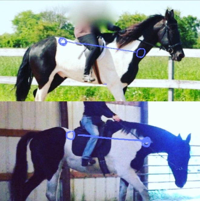 Hocus riding horse blog